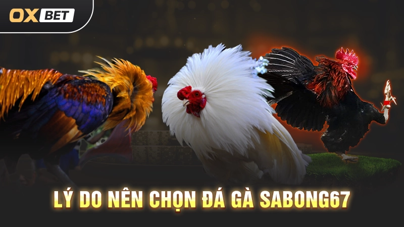 lý do nên chọn đá gà sabong67