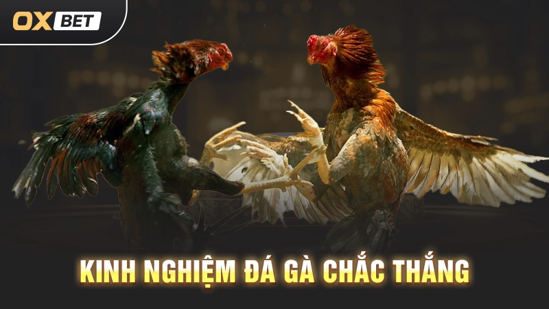 Kinh nghiệm đá gà chắc thắng