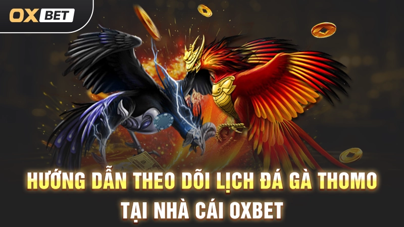 Hướng dẫn theo dõi lịch đá gà Thomo tại nhà cái OXBET