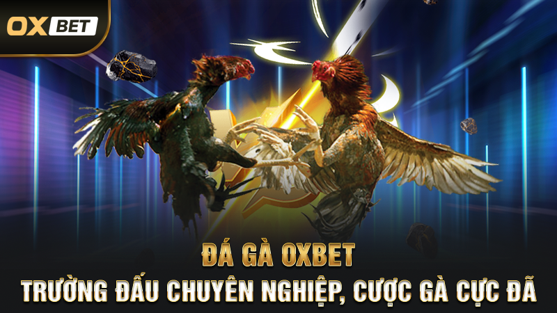 Đá Gà OXBET – Trường Đấu Chuyên Nghiệp, Cược Gà Cực Đã